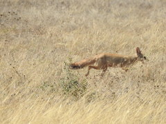 Vulpes bengalensis