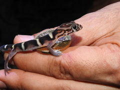 Coleonyx nemoralis