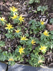 Eranthis