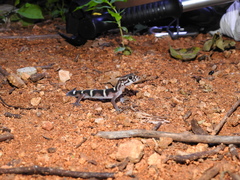 Coleonyx nemoralis