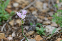 Allium roseum roseum