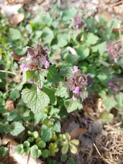 Lamium purpureum