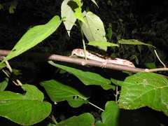 Gerrhonotus liocephalus