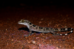 Hemidactylus maculatus