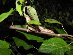 Gerrhonotus liocephalus