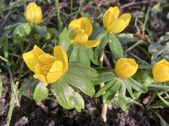 Eranthis hyemalis