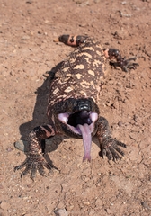 Heloderma suspectum