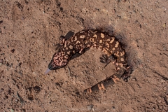 Heloderma suspectum