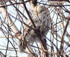 Strix uralensis