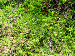 Limonium scabrum