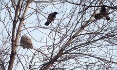 Strix uralensis
