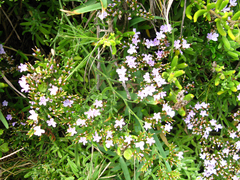 Limonium scabrum