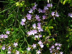 Limonium scabrum