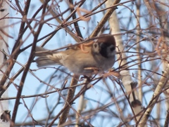 Passer montanus