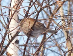 Passer montanus