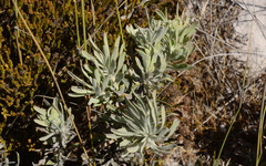 Leucospermum tomentosum