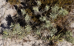 Leucospermum tomentosum