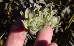 Leucospermum tomentosum