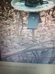 Aves