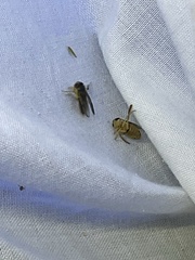 Corixoidea