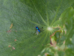 Condylostylus mundus