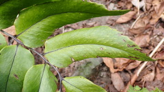 Cyrtomium caryotideum