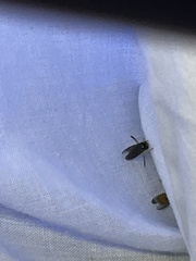 Corixoidea