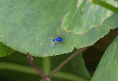 Condylostylus mundus