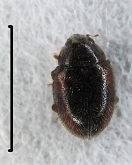 Scymnus blackburni