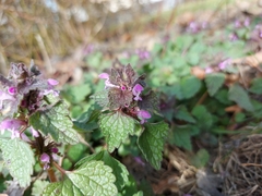 Lamium purpureum