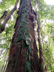 Monstera tuberculata