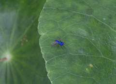 Condylostylus mundus
