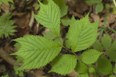 Ulmus laciniata