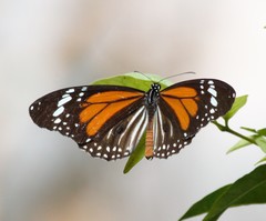 Danaus melanippus