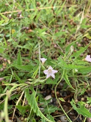 Convolvulus farinosus