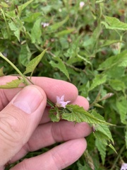 Convolvulus farinosus