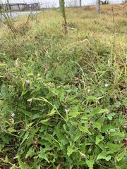 Convolvulus farinosus