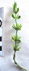 Acalypha peduncularis