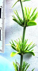 Acalypha peduncularis
