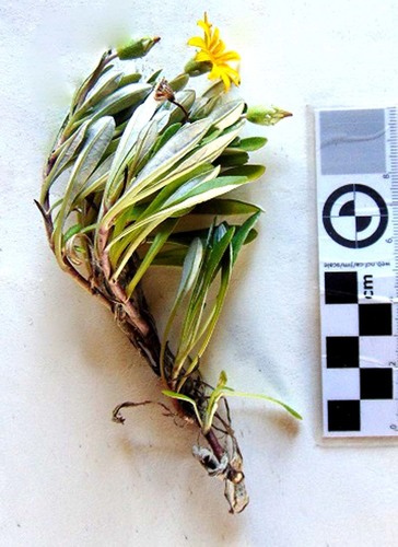 Gazania rigens