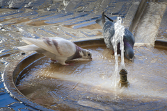 Columba livia domestica