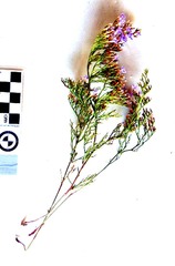 Limonium scabrum scabrum