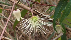 Clematis henryi