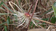 Clematis henryi