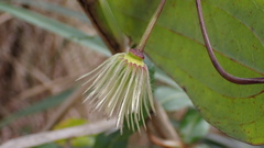 Clematis henryi