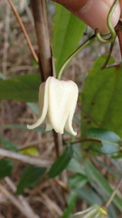 Clematis henryi