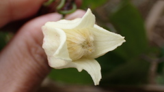 Clematis henryi