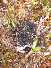 Dolichoderus taschenbergi