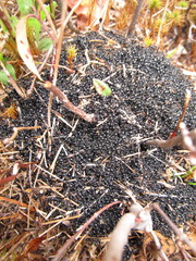 Dolichoderus taschenbergi