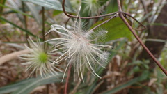 Clematis henryi